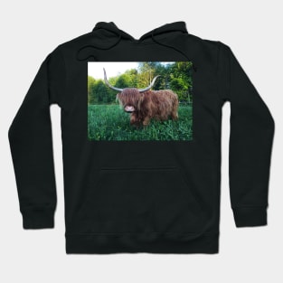 Scottish Highland Cattle Cow 2417 Hoodie